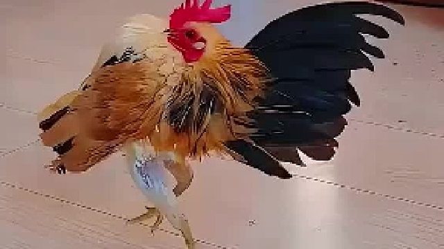 塞拉玛鸡，鸡中的霸道总裁！