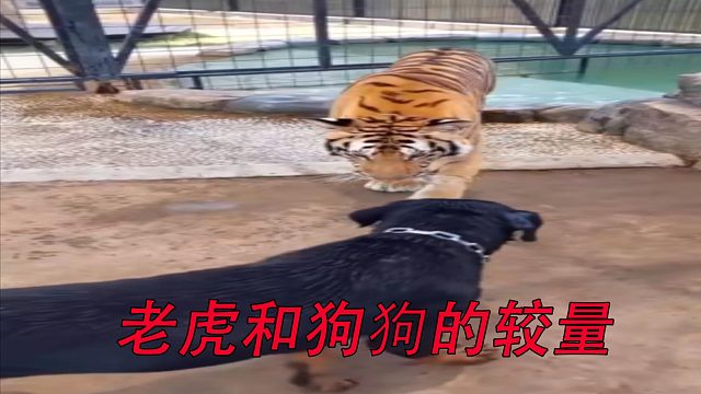 老虎和狗狗的较量