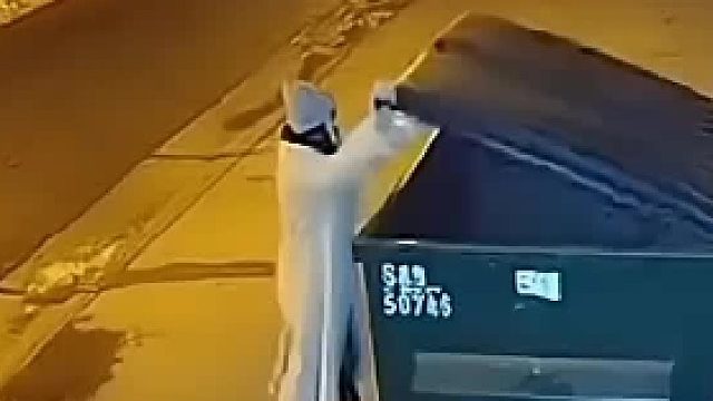 幸亏老虎不会掀盖子