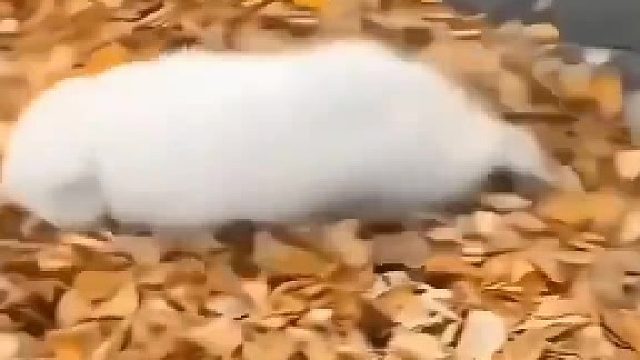 谁能拒绝软软糯糯的小耶耶呢