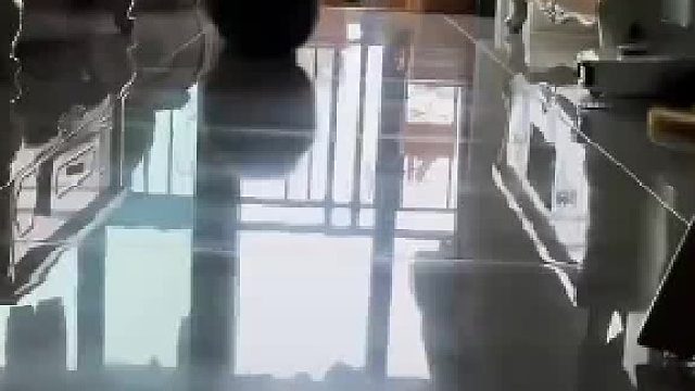 开屏只见一个球缓缓滚过来……第一次见球形的猫