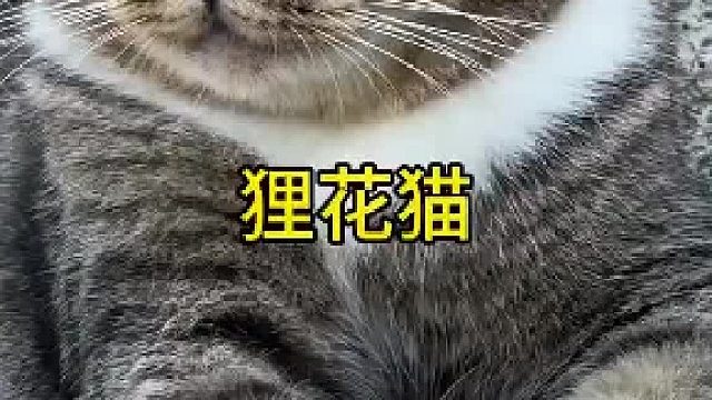 这绝对还猫咪当中最厉害的一种