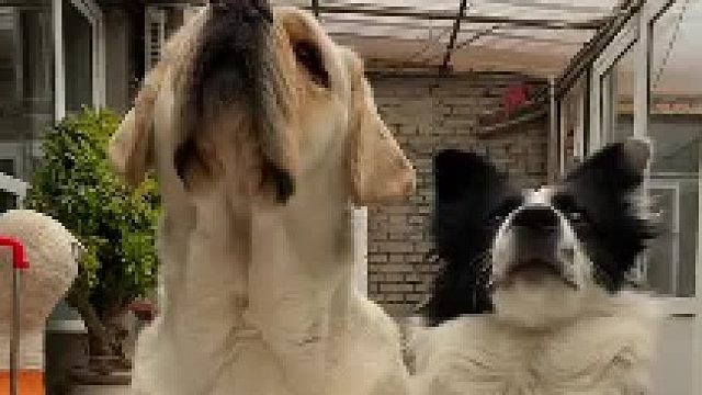 拉布拉猪真是狗啊