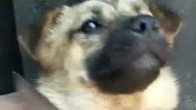 狗子前一秒龇牙凶狠，后一秒见到斧头就怂了，狗子：识时务者为俊杰