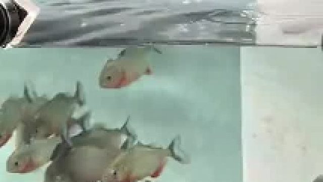 大伙上，它未必能在电耗尽之前杀光我们