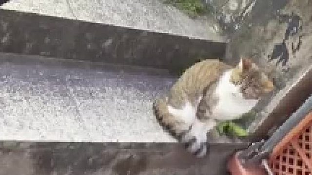 这种装高冷的小猫最好玩了