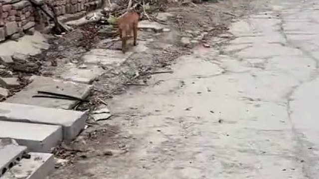 随机跟踪一条狗！