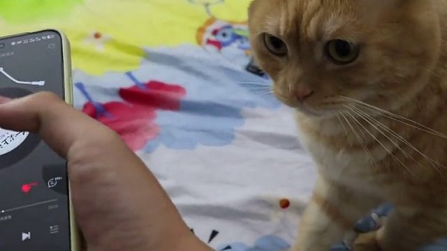 关于我的小猫无法忍受哈基米音乐这一块