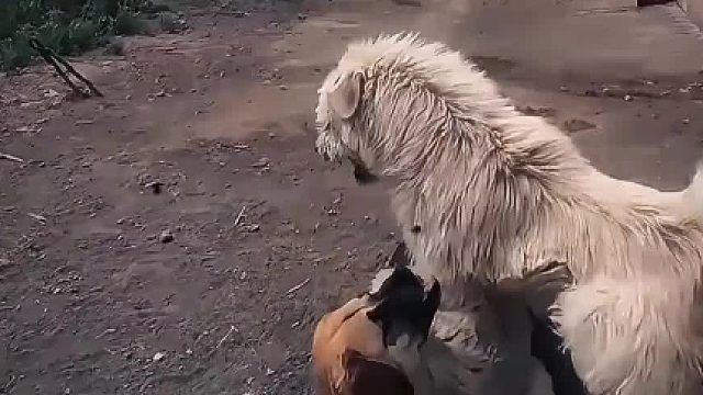 长毛一怒，百犬臣服。 谁敢妄动，顷刻成奴。 此乃吾之领地，岂容尔等放肆！