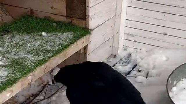 渡鸦更换工具智取鹌鹑蛋