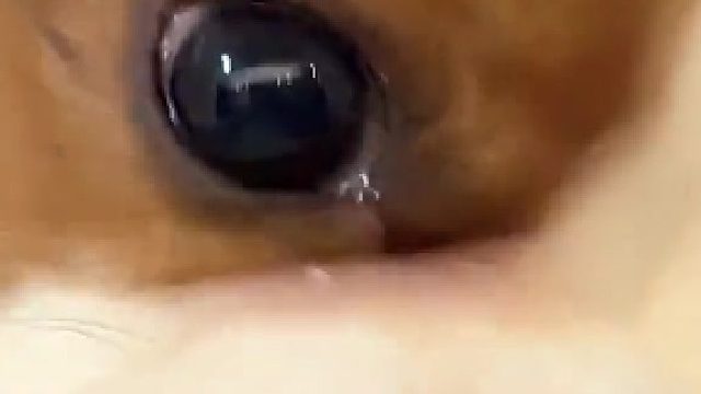 小狗啃苹果时嘴筒子软软的！！