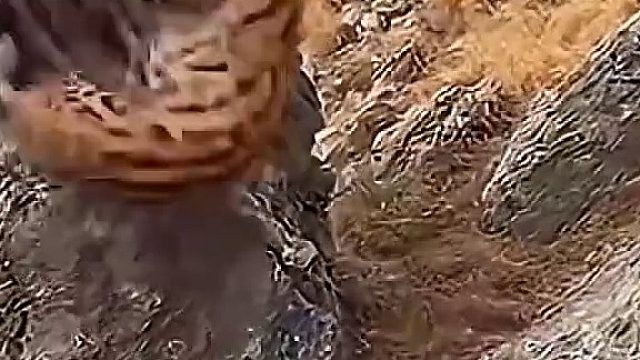 猞猁胆子太大了，连金雕都敢偷袭！