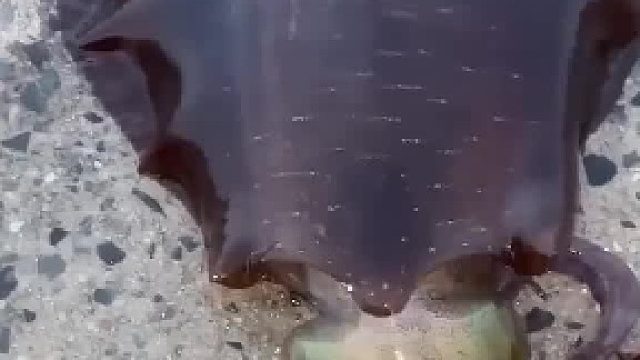 户外钓鱼：渔民将新鲜的鱿鱼宰杀切成条状钓获东星斑！