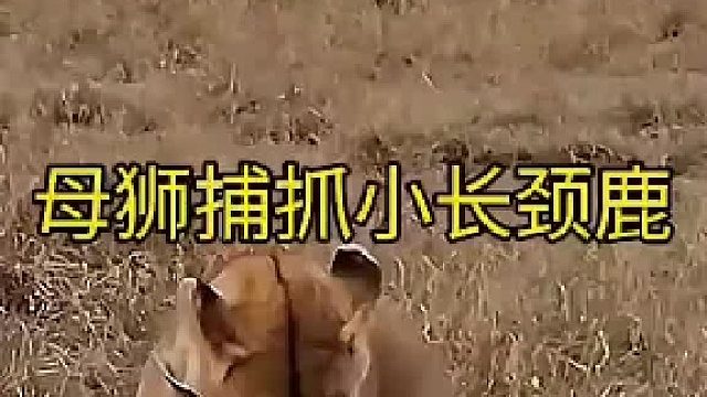 母狮捕获了一只小长颈鹿！