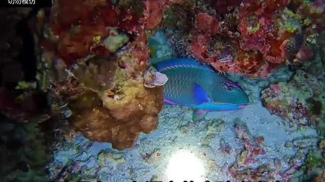 海底赶海看看能捞点什么海货#全网热点共创计划#