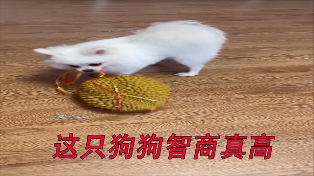 这只狗狗智商真高
