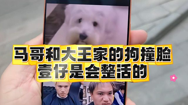 马哥和大王家的狗撞脸，壹仔是会整活的