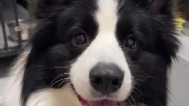 看你以后敢不敢汪汪叫了