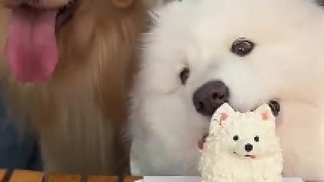 小狗过生日之…
