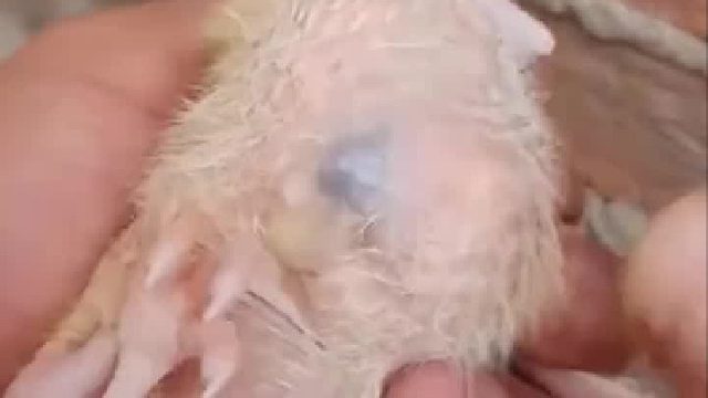 男子发现鸽子肚有东西 徒手将其挤出 网友：皮薄就是好有病当场治