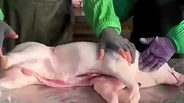 这小猪肉哪里有卖的？？我要买两头