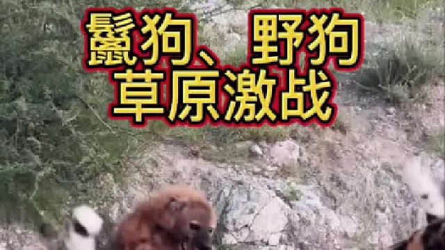 一只鬣狗被一群野狗围攻，样子狼狈不堪！