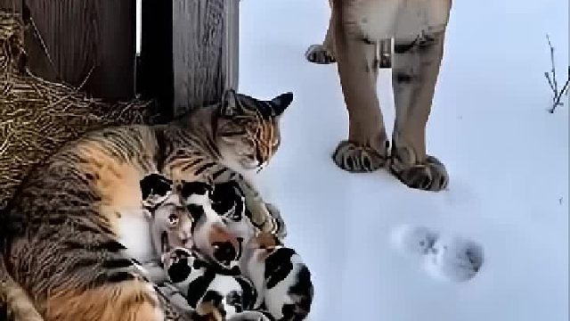 美洲狮叼走喂奶的猫妈妈，狗狗全力营救