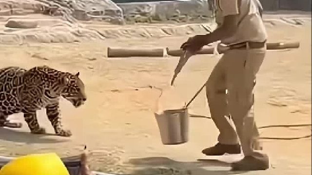 实力强悍的美洲豹