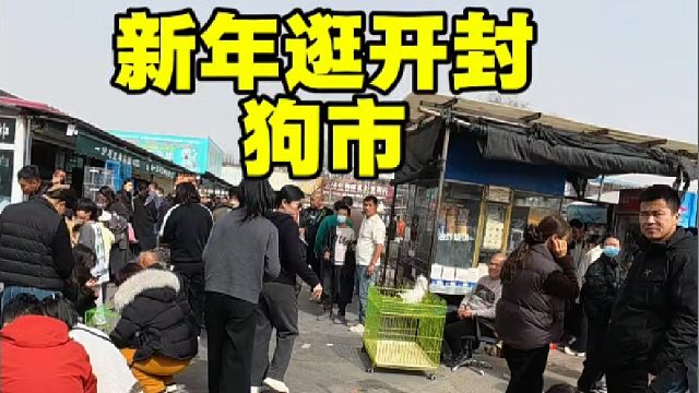 新年第一个开封狗市 ，继续帮粉丝完成养宠心愿，有没有喜欢的！