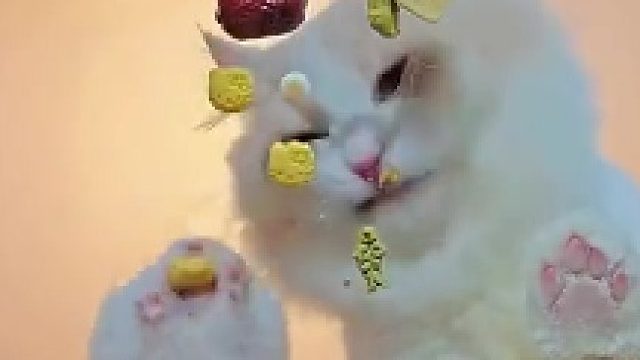 猫：对，你多吃点