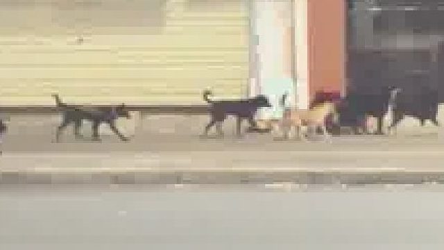 你说它们这是干嘛去？这个点