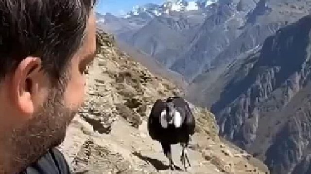 摄影师在山脉上偶遇山神，巨大的秃鹫好奇地走向镜头