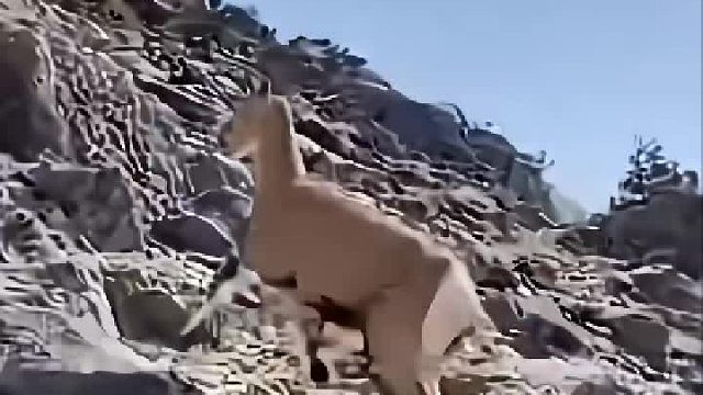 岩羊恐怖如斯的攀爬绝技就连老虎也目瞪口呆