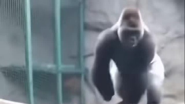 大猩猩疯狂教训狮子