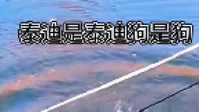 大家对泰迪感觉咋样？发表下看法