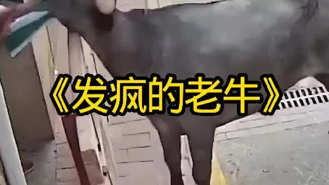 发疯的老牛差点把路人当场送走