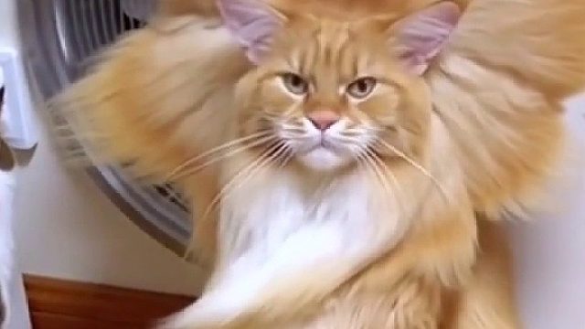 小猫一秒变金毛狮王