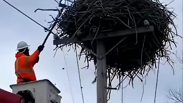 小哥清理鸟窝时发现一窝鹰蛋