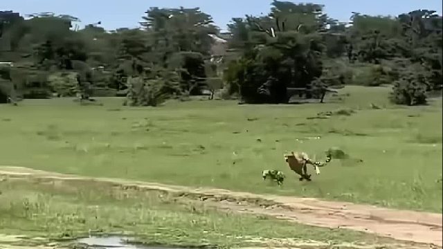 井水不犯河水的猎豹竟然疯狂追杀胡狼