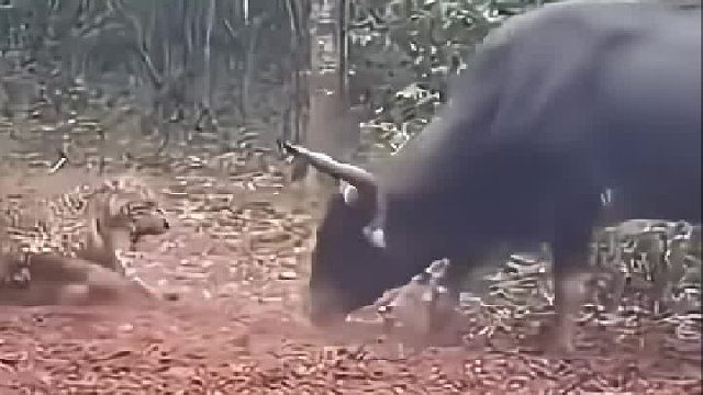 凶狠的花豹想要捕杀野牛就连村里的土狗也不放过