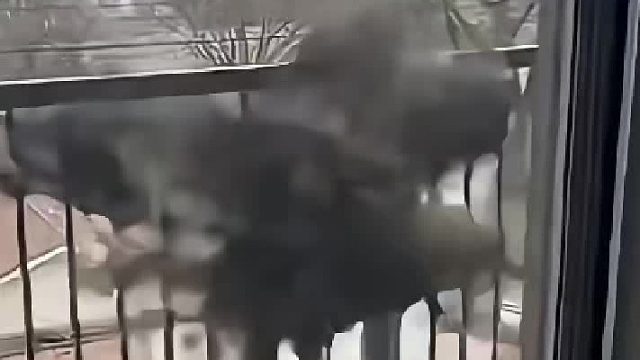 一只被猎人射杀的老鹰飞到居民家，热心男子果断相救