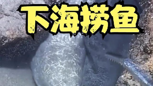 下海赶海抓鱼都能捞点啥