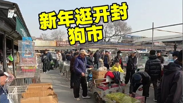 新年继续逛开封狗市，帮粉丝完成养宠心愿，新手小白逛多留心听劝