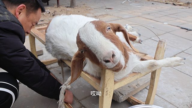 880元买一只小羊，杀了做一顿烧烤吃，鲜美肉嫩，吃着过瘾