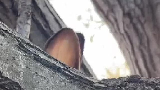 男子整老半天还以为是木耳，这是什么动物的耳朵？