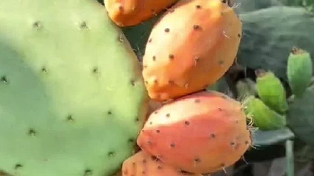 令人满意的蔬果解压视频合集