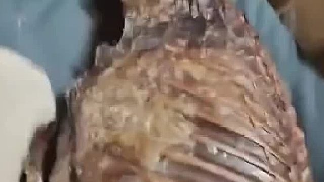 主人回到家天塌了 以为狗子成了风干骨 走近一看发现是…