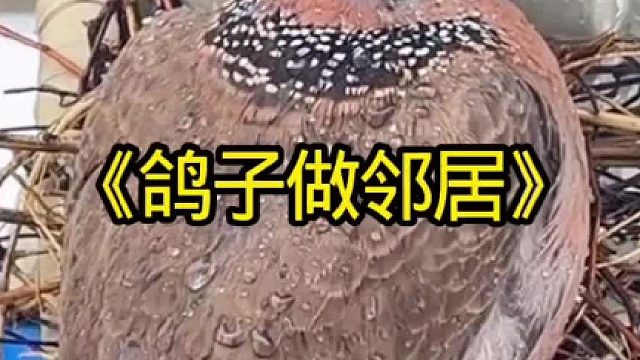 小哥的邻居居然是一只鸽子