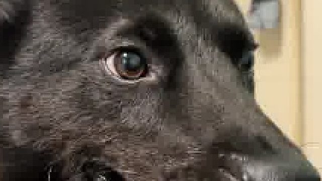 长大了，可以偷袈裟了