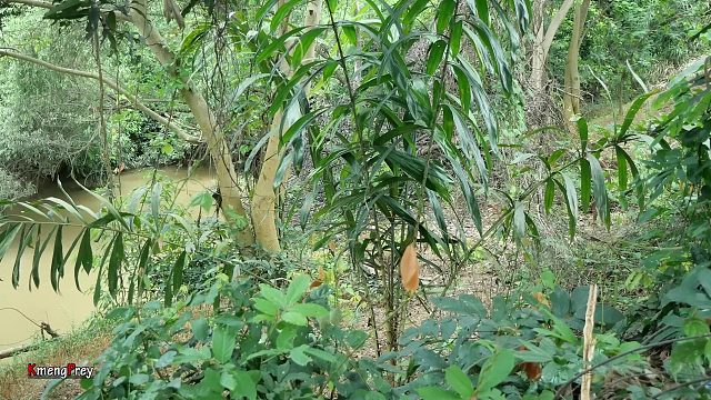 20260226 原始技术 - Kmeng Prey - 今天烹饪章鱼在森林里吃美味